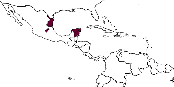 map of Acerastes myartsevae     Kasparyan & Ruíz, 2008