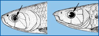 adipose eyelid alestiini